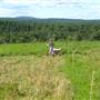 Sweetgrass Intervale