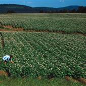 Potato Field, Presque Isle, Maine