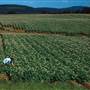 Potato Field, Presque Isle, Maine