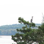 Lily Cove Maine