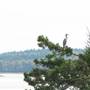 Lily Cove Maine