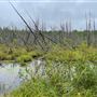 Herb Patten Camp