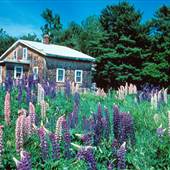 Lupins, Edgecomb, Maine