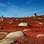 Blueberry Barrens, Sedgwick, Maine