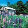Lupins, Edgecomb, Maine