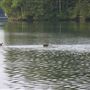 Camp Vega