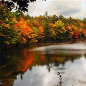 Foliage, Bingham, Maine