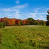 Foliage, Wells, Maine
