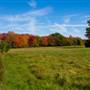 Foliage, Wells, Maine