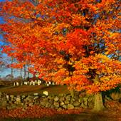 Foliage, General Hill, Turner, Maine