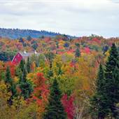 Foliage, Easton, Maine