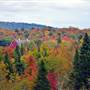 Foliage, Easton, Maine