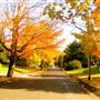 Foliage, Hallowell, Maine